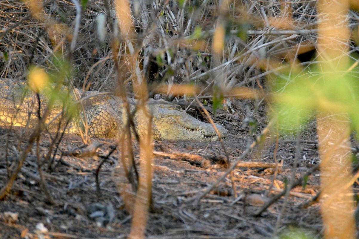 Krokodil im Akagera-Nationalpark